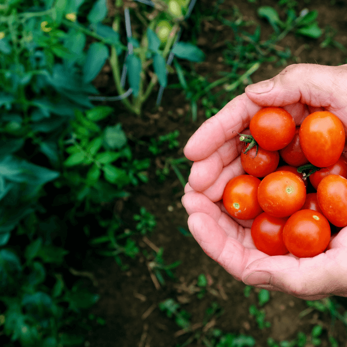 How to Grow Tiny Tim Tomatoes from Seed