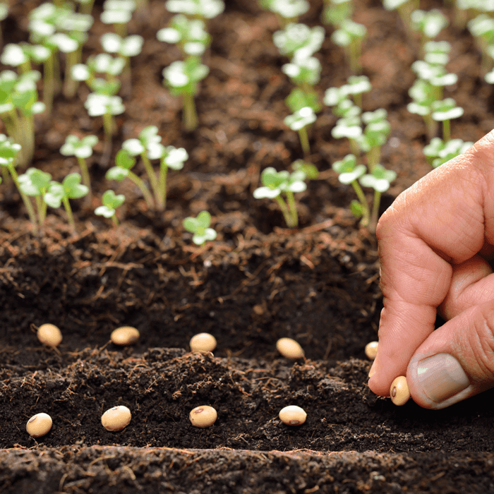 How to Germinate a Seed: A Comprehensive Guide