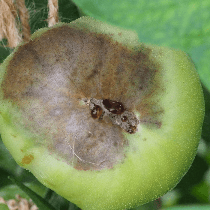 Can You Eat Tomatoes With Blossom End Rot Safely?
