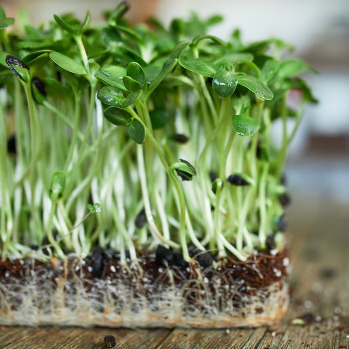 How to Grow Beet Microgreens Guide