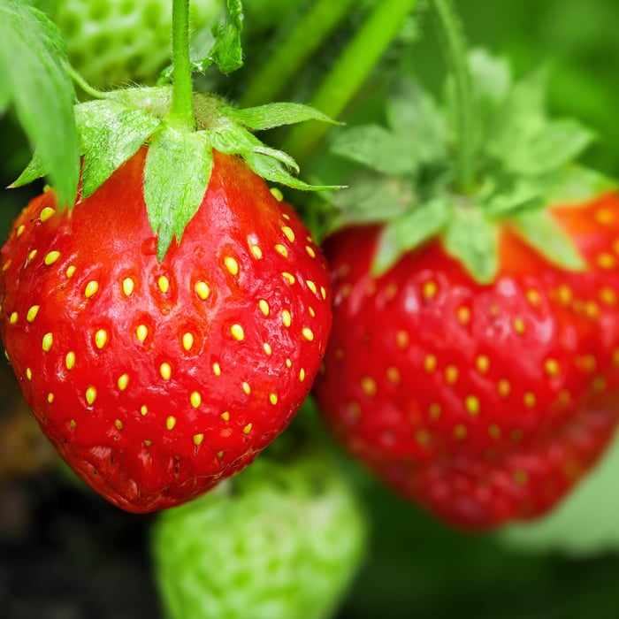How to Grow Strawberries in Florida