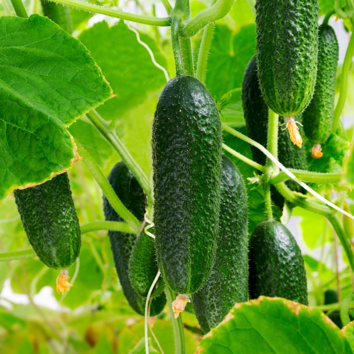 How To Grow Cucumbers From Seed