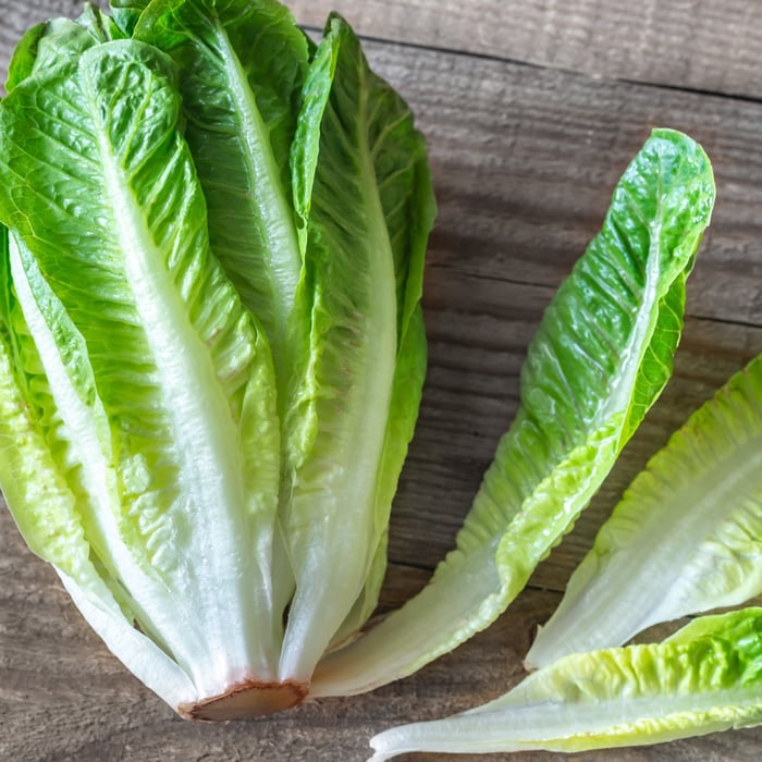 How to Grow Romaine Lettuce in Florida