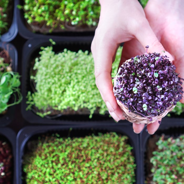 How to Grow Basil Microgreens a Beginners Guide