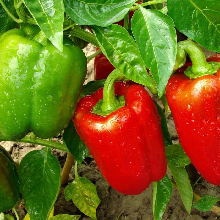 How To Make Peppers Grow Faster