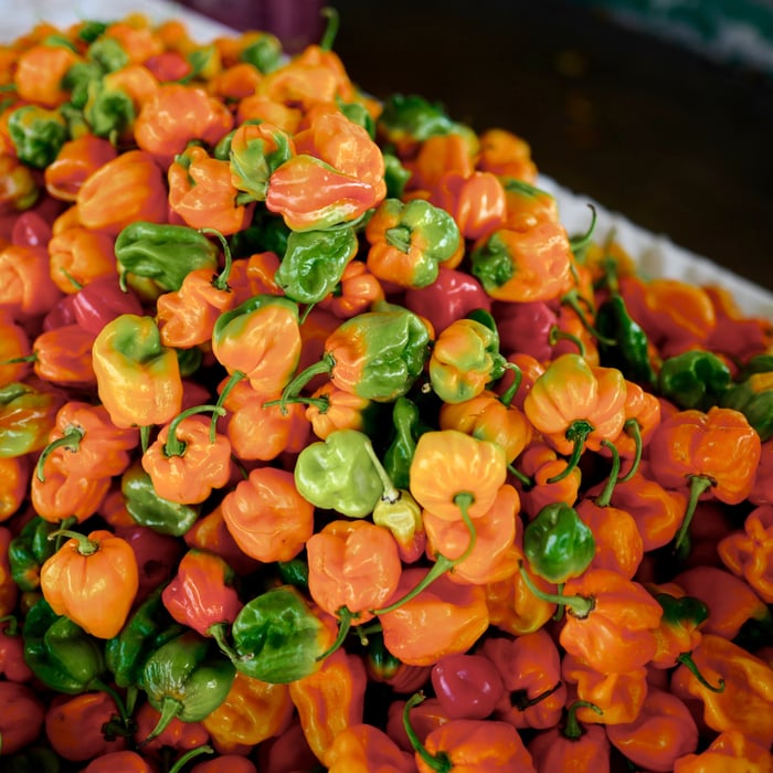 How to Grow Scotch Bonnet Peppers in Pots