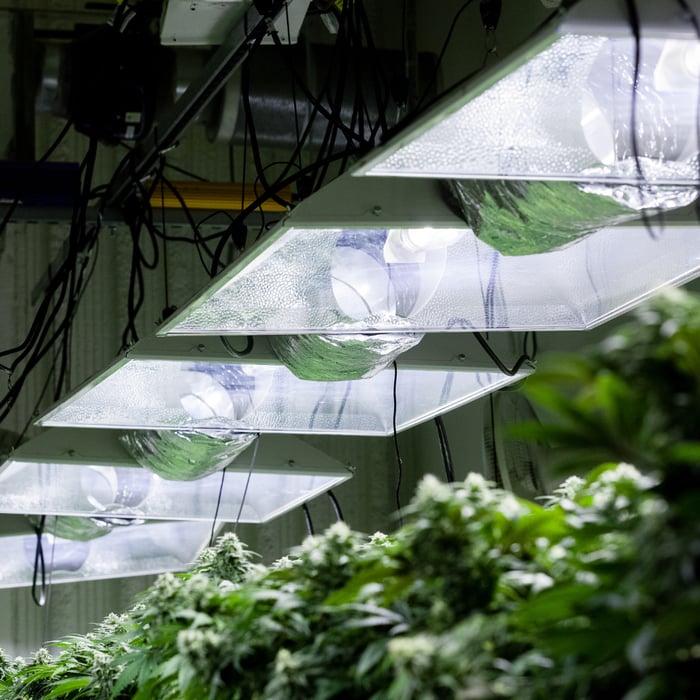 How Much Does It Cost To Run a Grow Light