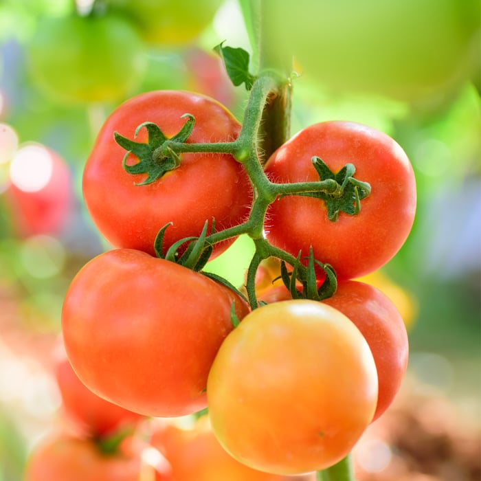 How To Grow Tomatoes in Florida