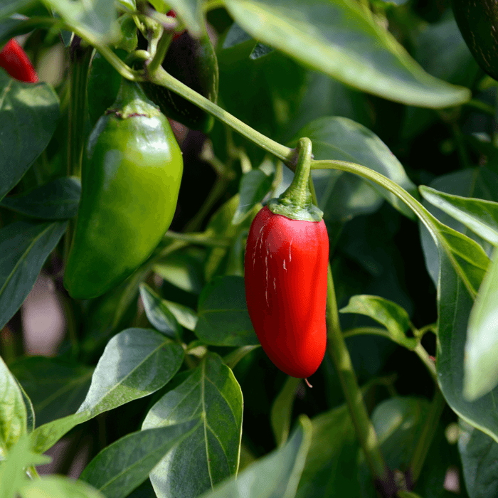 Are All Jalapenos Green? An In-Depth Look