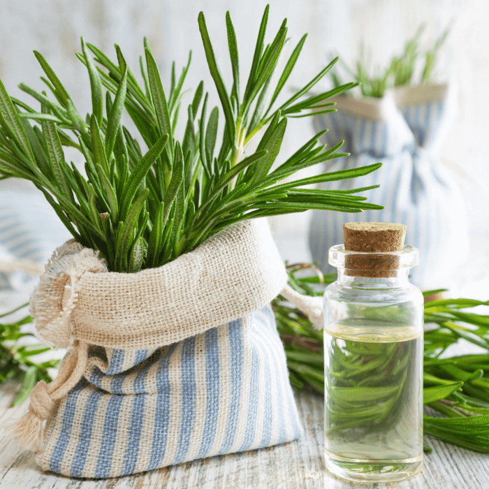 Are All Types of Rosemary Edible?