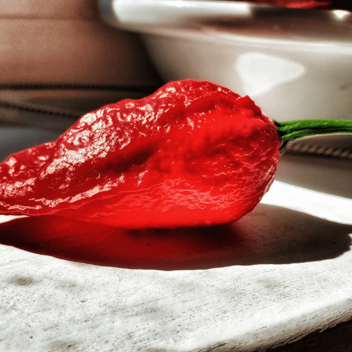 Are Ghost Pepper Plants Perennial?