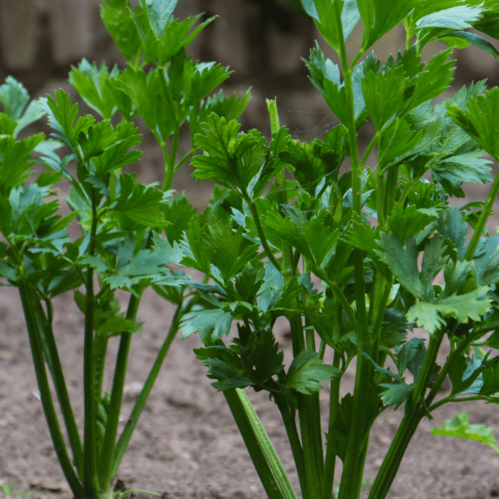 Best Companion Plants for Celery
