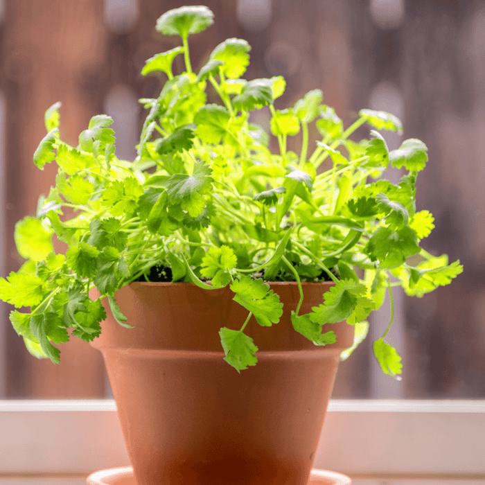 Can I Grow Cilantro in a Pot - Gardeners Basics