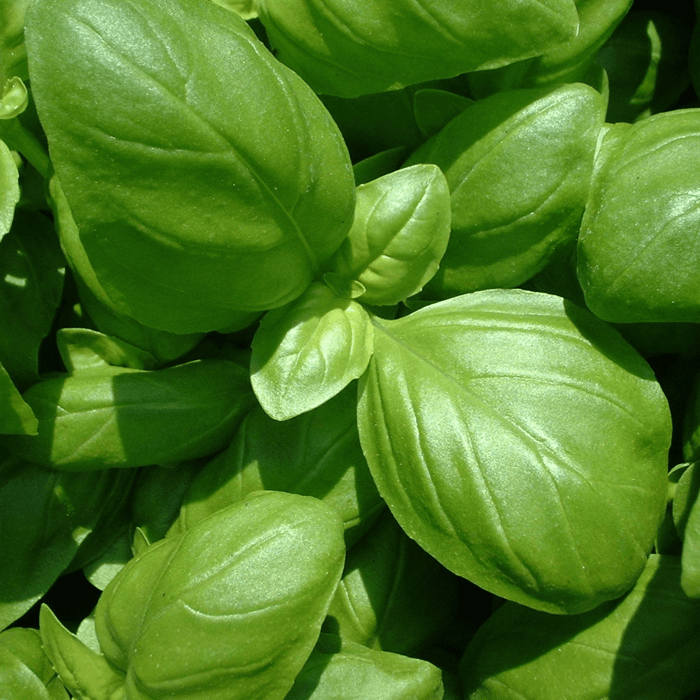 Can I Plant Basil with Peppers
