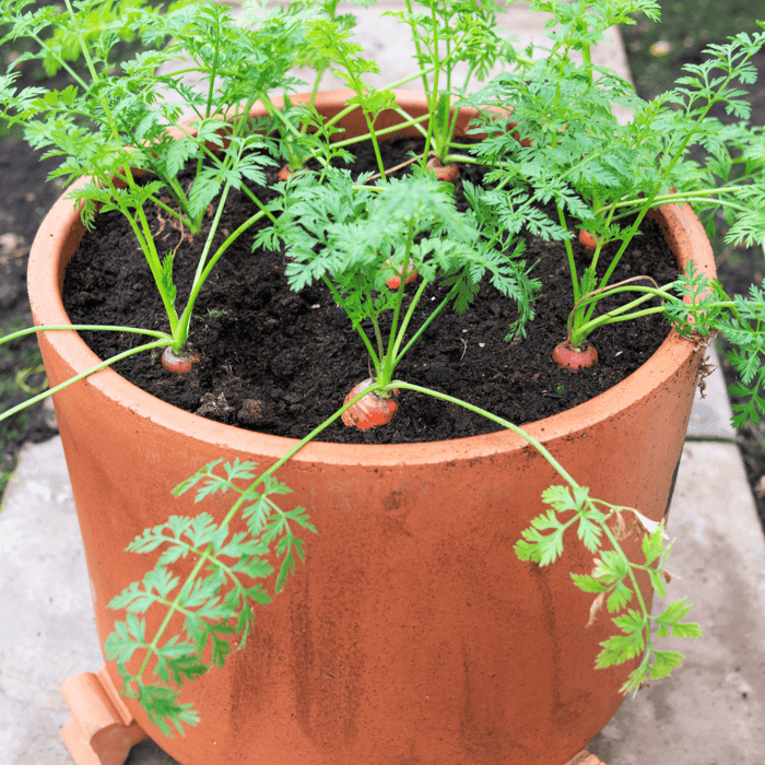 How to Grow Carrots in Containers