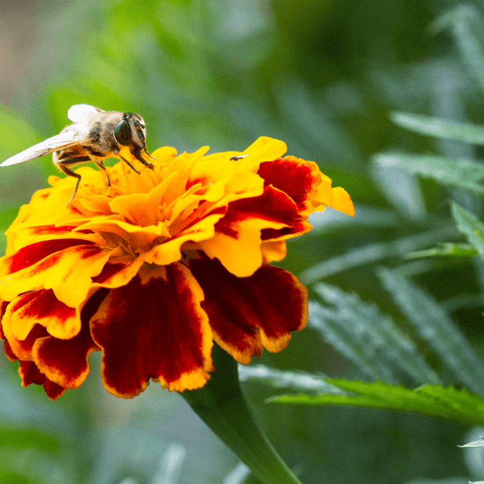 How to Grow French Marigolds - Gardeners Basics