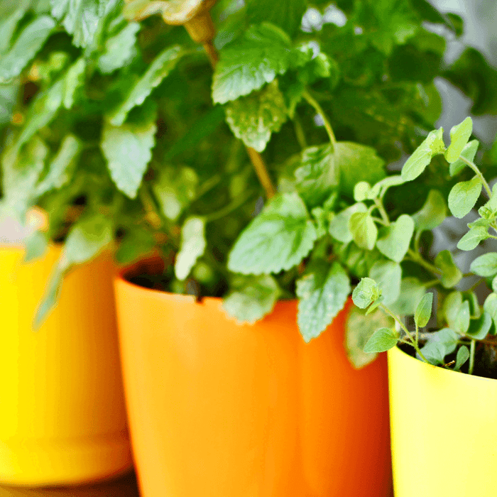 How to Grow Herbs Indoors with Grow Lights
