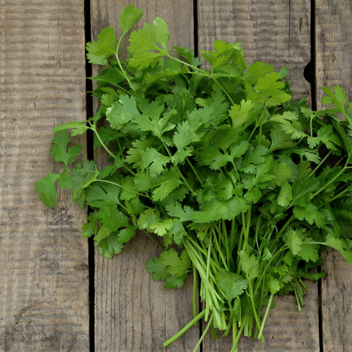 How to Start Cilantro Seeds Indoors