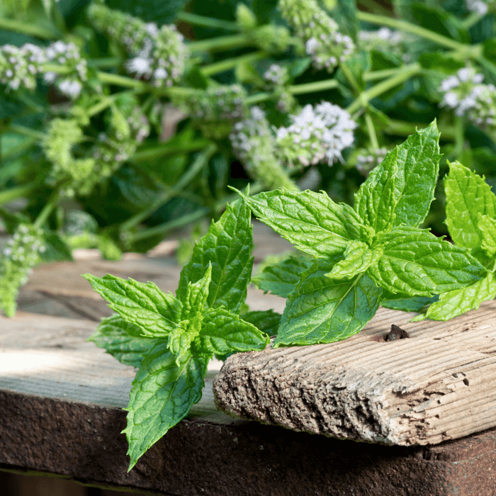 The Best Companion Plants for Peppermint Herb