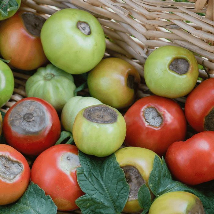 What Causes Tomato Blossom End Rot
