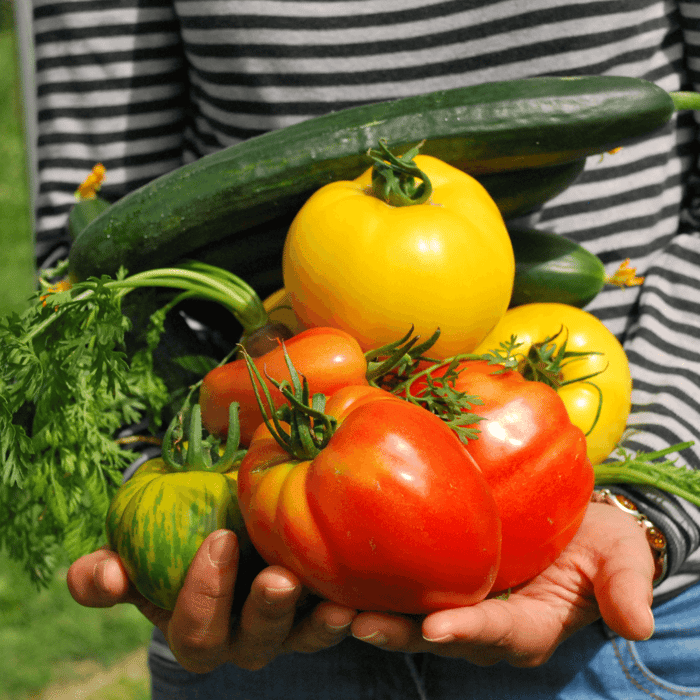 What Do I Need to Start a Garden, Got Seeds, Now What?