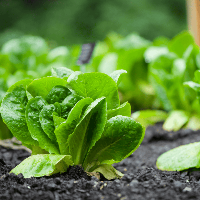 What is Parris Island Lettuce?