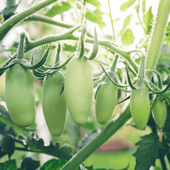 Are San Marzano Tomatoes Harder to Grow?