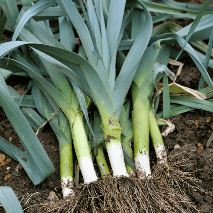 Best Companion Plants for Leeks