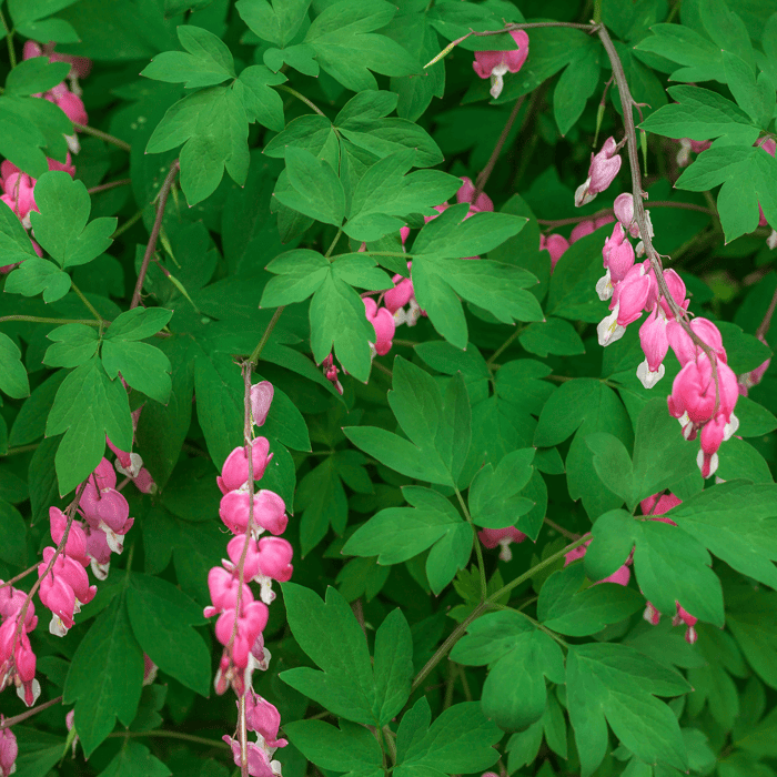 Flowers that Grow in the Shade