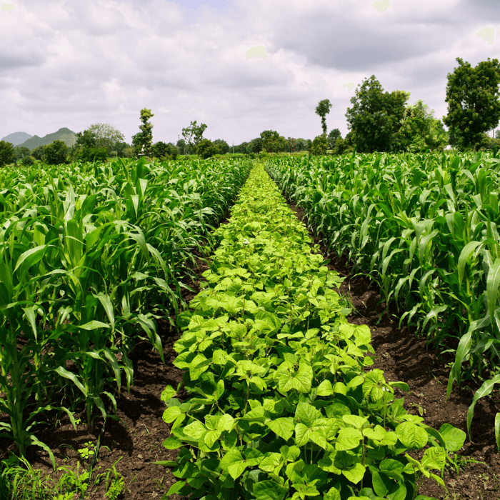 How Does Crop Rotation Control Pests - Gardeners Basics