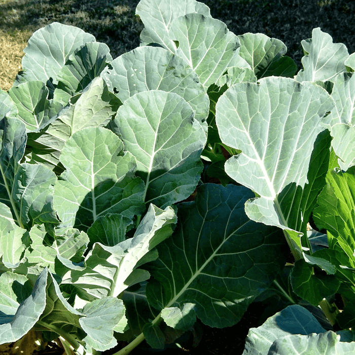 How to Grow Collard Greens from Seeds