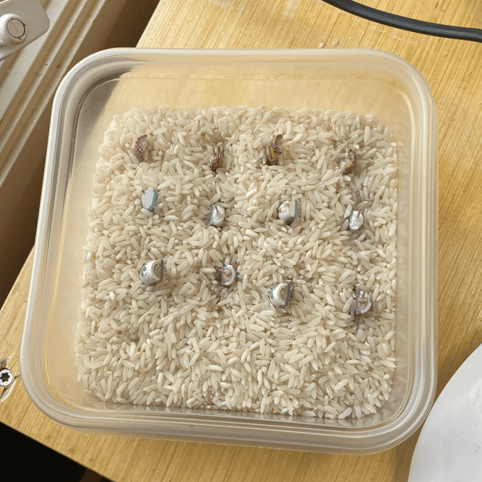 The hoop earrings embedded in a dish of rice.