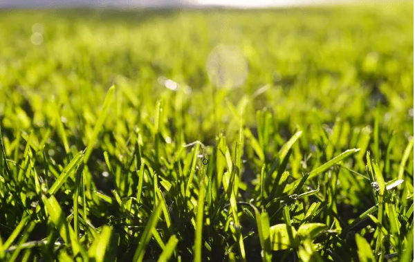 Aftercare and Recovery - Lawn Scarifiying