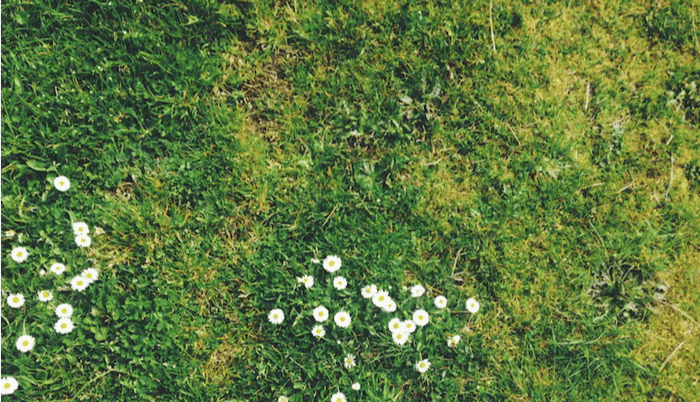 How to Scarify your lawn