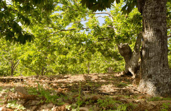 Fiesta de la Castaña y el Vino in Yunquera, Costa del Sol