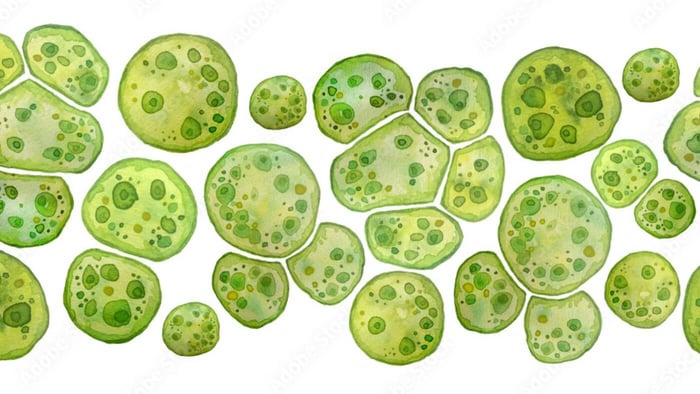 4 Ways Phytoplankton Impacts Your Reef