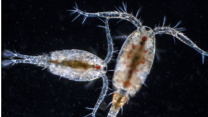 The Benefit of Adding Live Copepods to Your Marine Aquarium