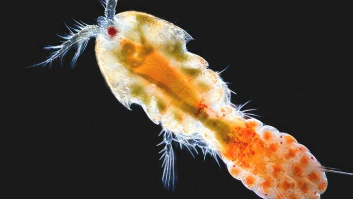 What Are Live Copepods? (Harpacticoid)
