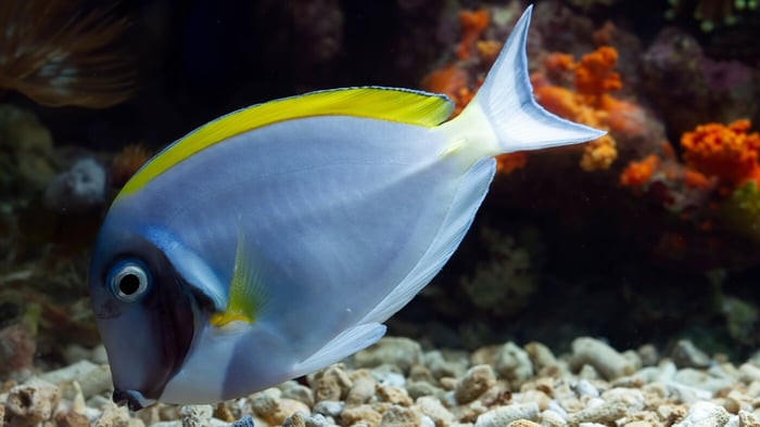 What Are The Best Reef Tank Foods