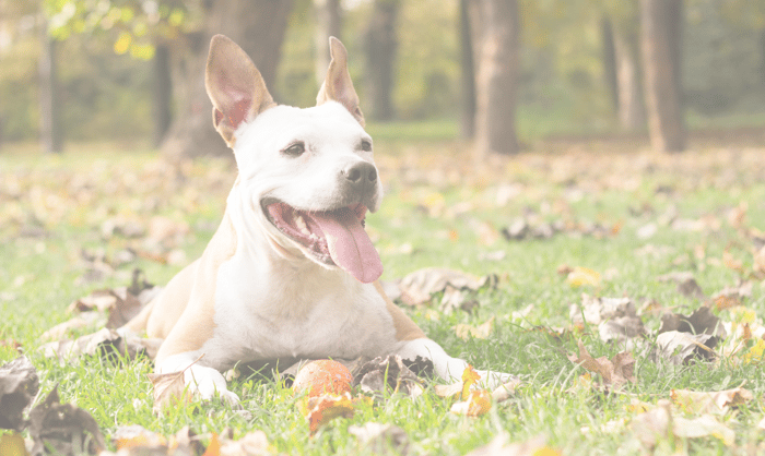 Yummy Fall Dog Treat Recipes: Pumpkin, Sweet Potato & More!