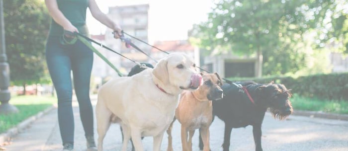 How to train your dog to walk on a leash