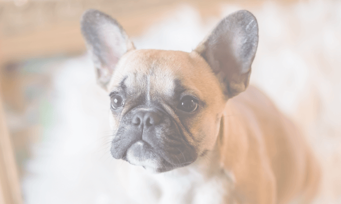 Guide to Puppy House Training: Tips for a Well-Trained Pup