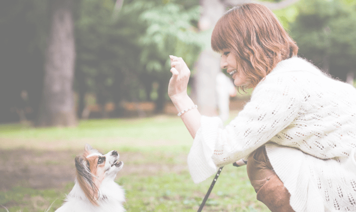 5 Effective Dog Training Commands He Should Know