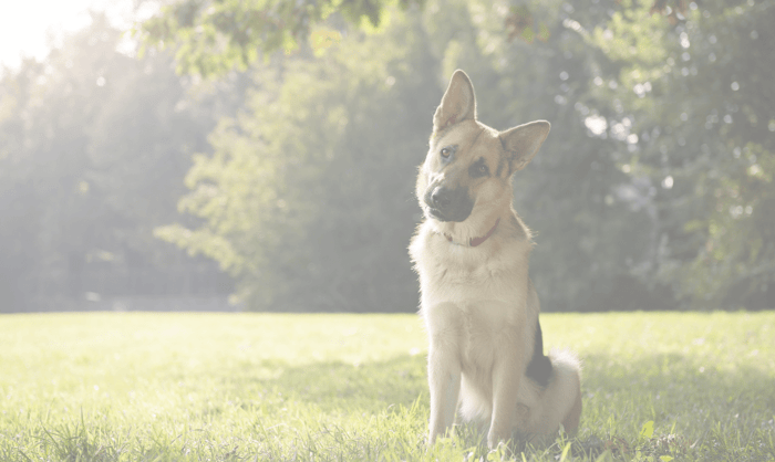 Reduce German Shepherd Shedding: Tips for Grooming and Diet