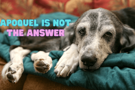 Apoquel is Not the Answer