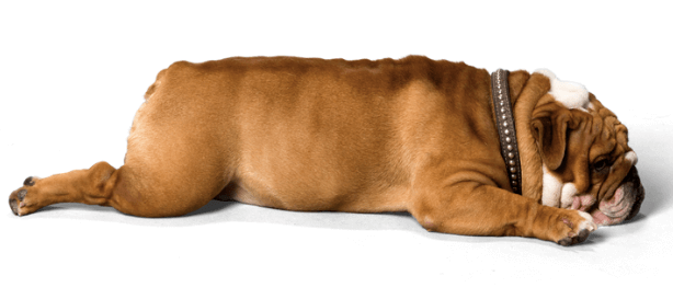 Changes to the Bulldog Breed Have Caused Health Problems