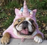Bulldogs are like Unicorns