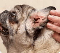 Chronic and Recurrent Ear Infections can be Healed Naturally