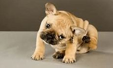 Apoquel is Not the Answer