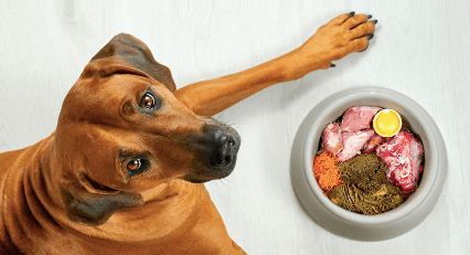 Your Dog Needs Probiotic and Prebiotic Foods to Thrive